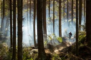 Whakarewarewa Forest Mountain Biking, Rotorua